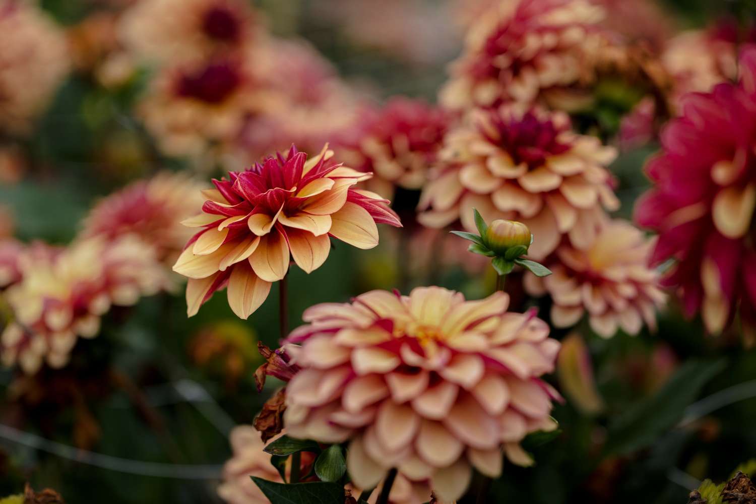 Daalia 'Creme de Cognac'